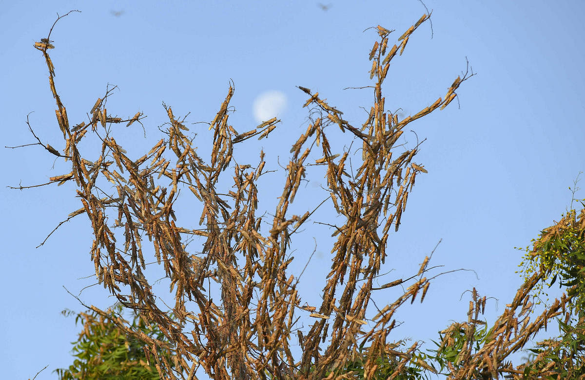 A swarm of locusts are seen at a farm in Fatehgarh Salla village near Beawar. PTI