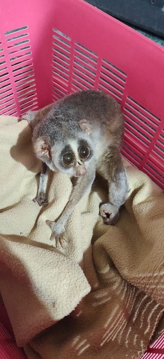Both slender lorises were released into the Sullikere Forest late on Wednesday by PFA wildlife rescuers and Deputy Range Forest Officer Naveen. (DH Photo)