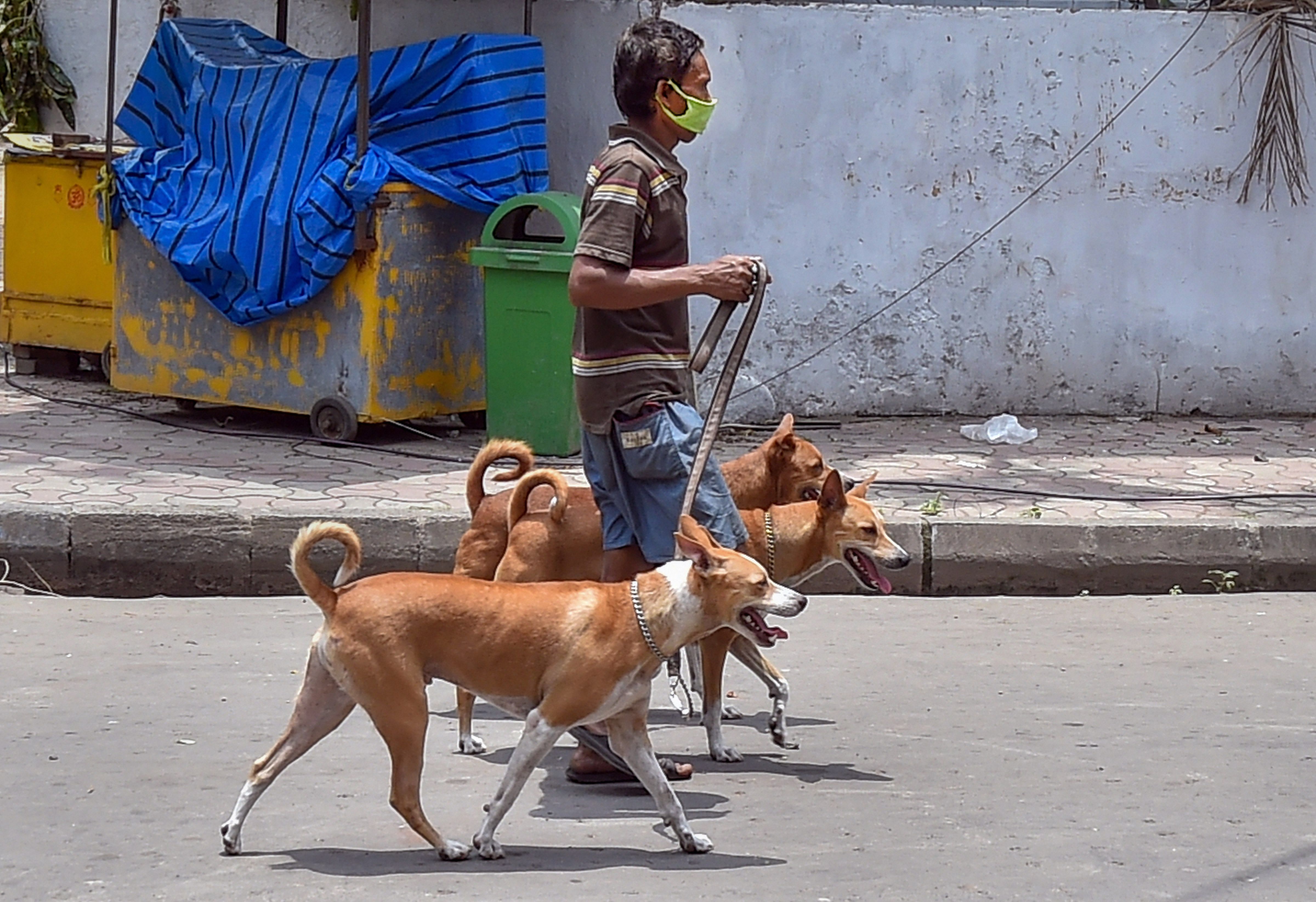 A man walks with his pet dogs on a street, in the aftermath of super cyclone Amphan, in Kolkata. (PTI Photo)
