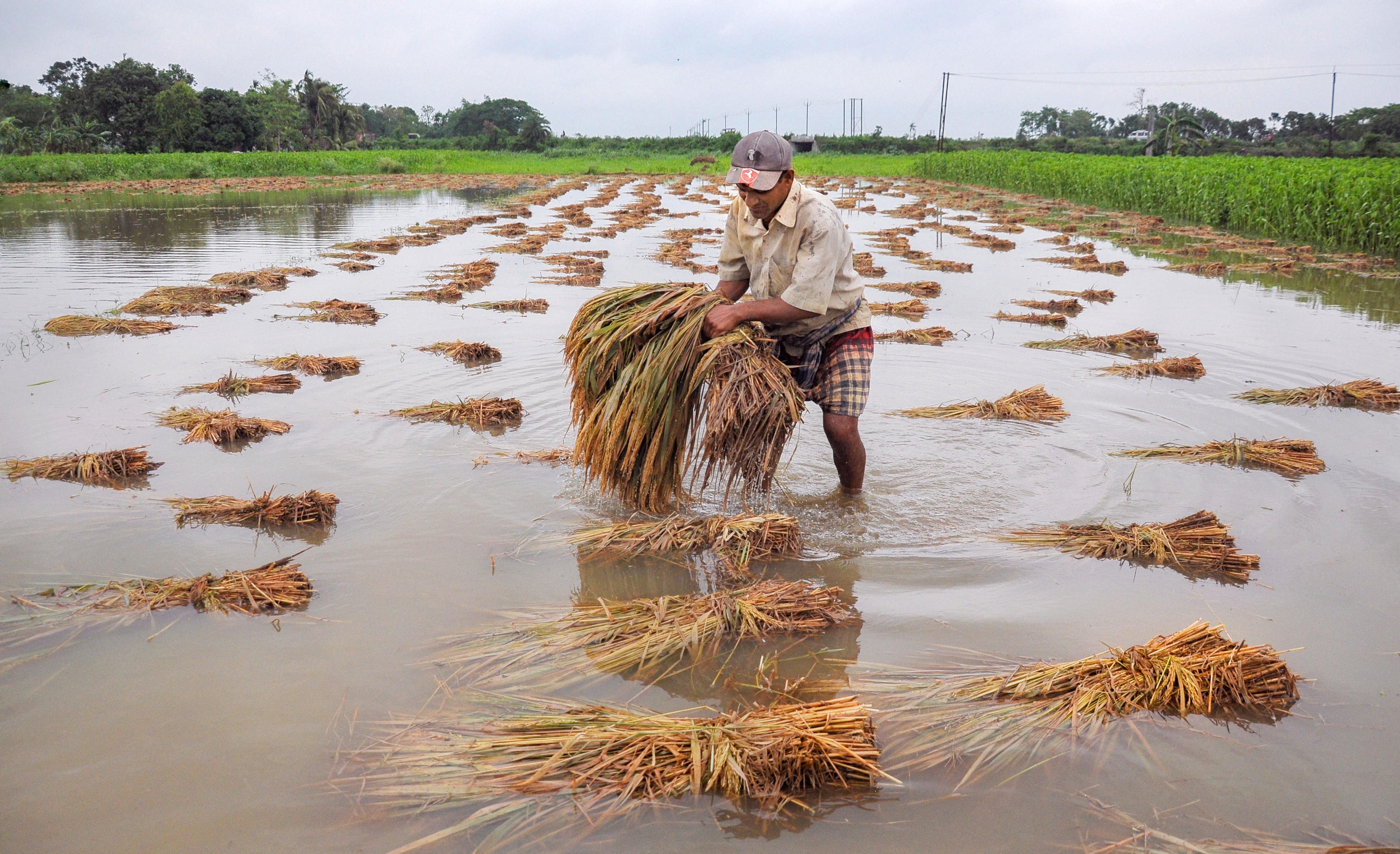 A farmer tries to recover harvested paddy bunches from a flooded field after rains caused by Cyclone Amphan, at Ranaghat in Nadia district. (PTI photo)