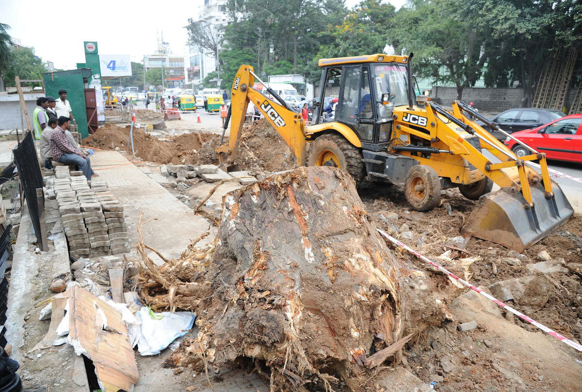 The Bruhat Bengaluru Mahanagara Palike has notified the permission to axe the trees in an order on May 21. DH file photo/Srikanta Sharma R