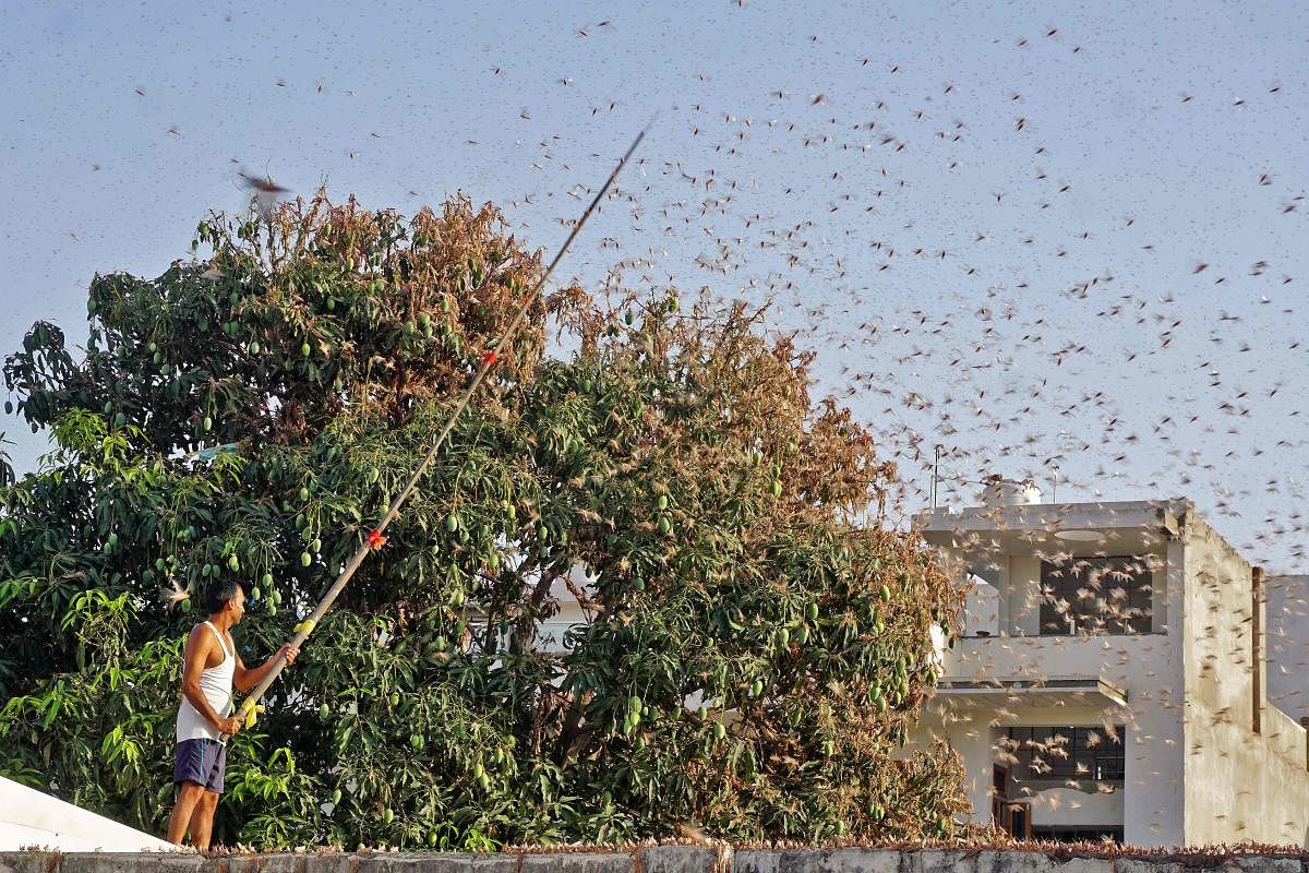 A  resident tries to fend off swarms of locusts from a mango tree in a residential area of Jaipur in the Indian state of Rajasthan (AFP Photo)