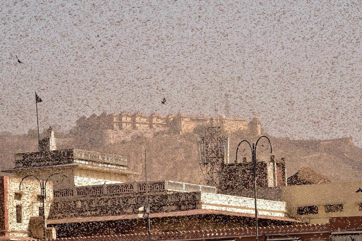 Swarms of locust in the walled city of Jaipur. PTI