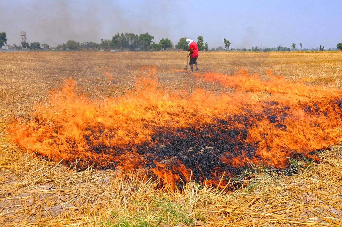  A farmer burns wheat stubble in a field following the harvest season (PTI Photo)