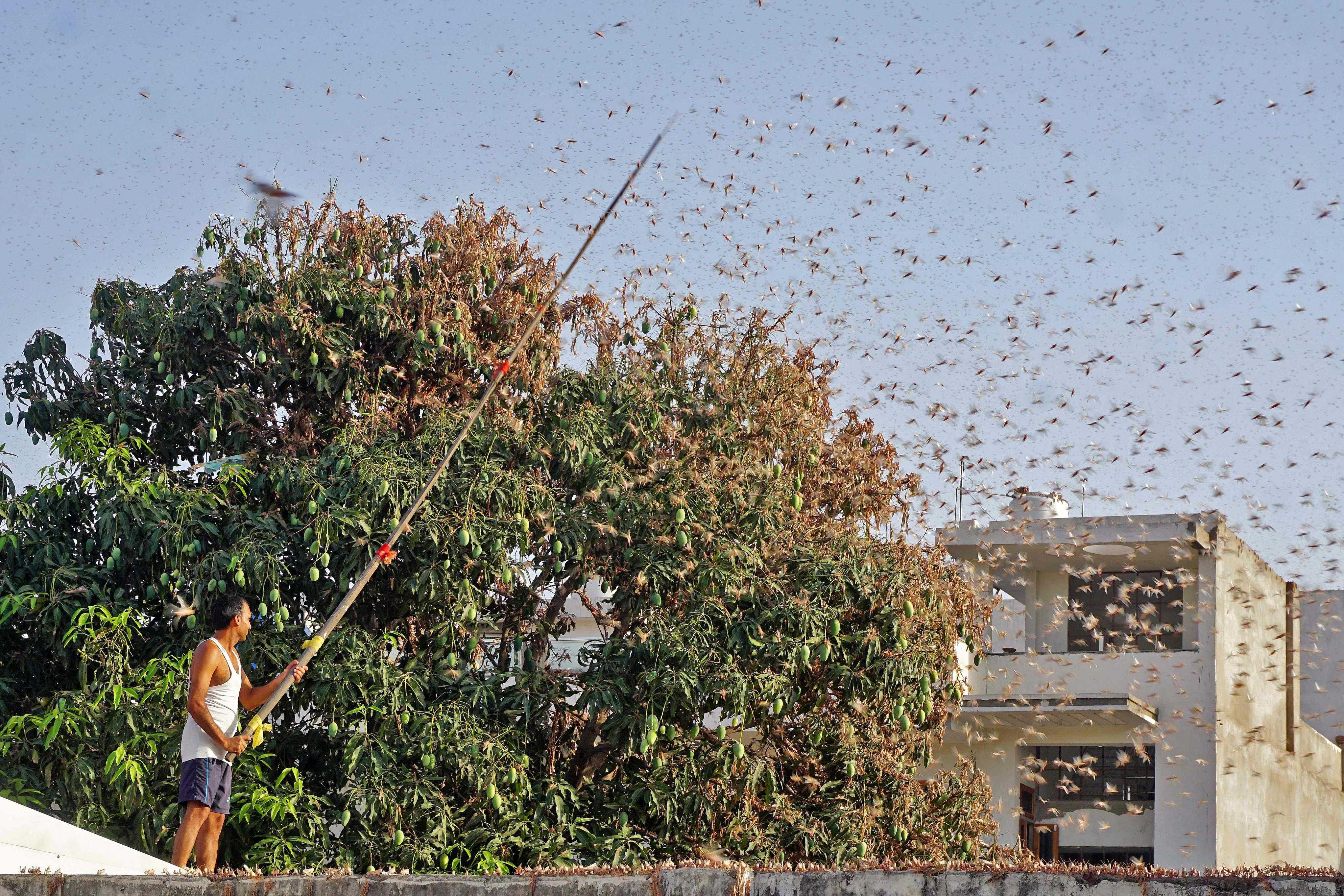 a resident tries to fend off swarms of locusts from a mango tree in a residential area of Jaipur. (AFP photo)