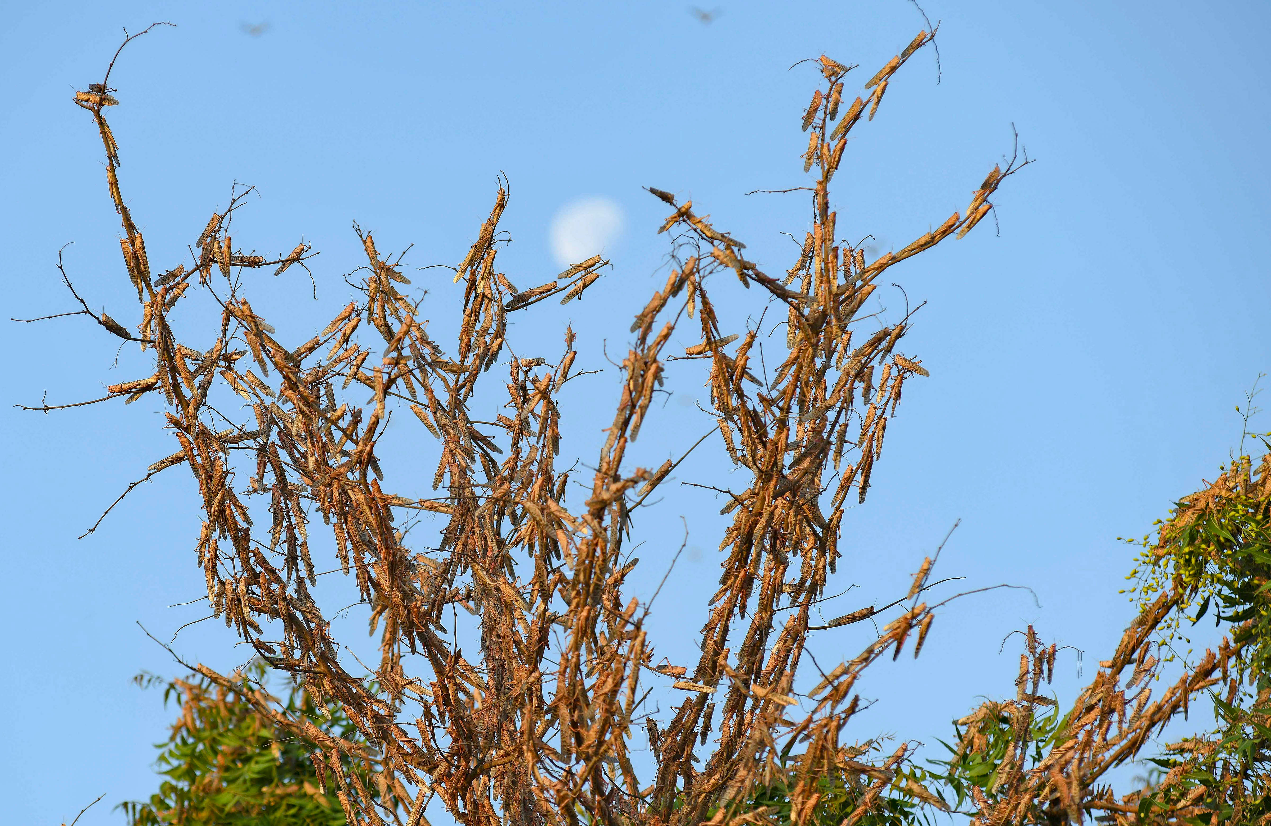 A swarm of locusts are seen at a farm in Fatehgarh Salla village near Beawar. (PTI photo)