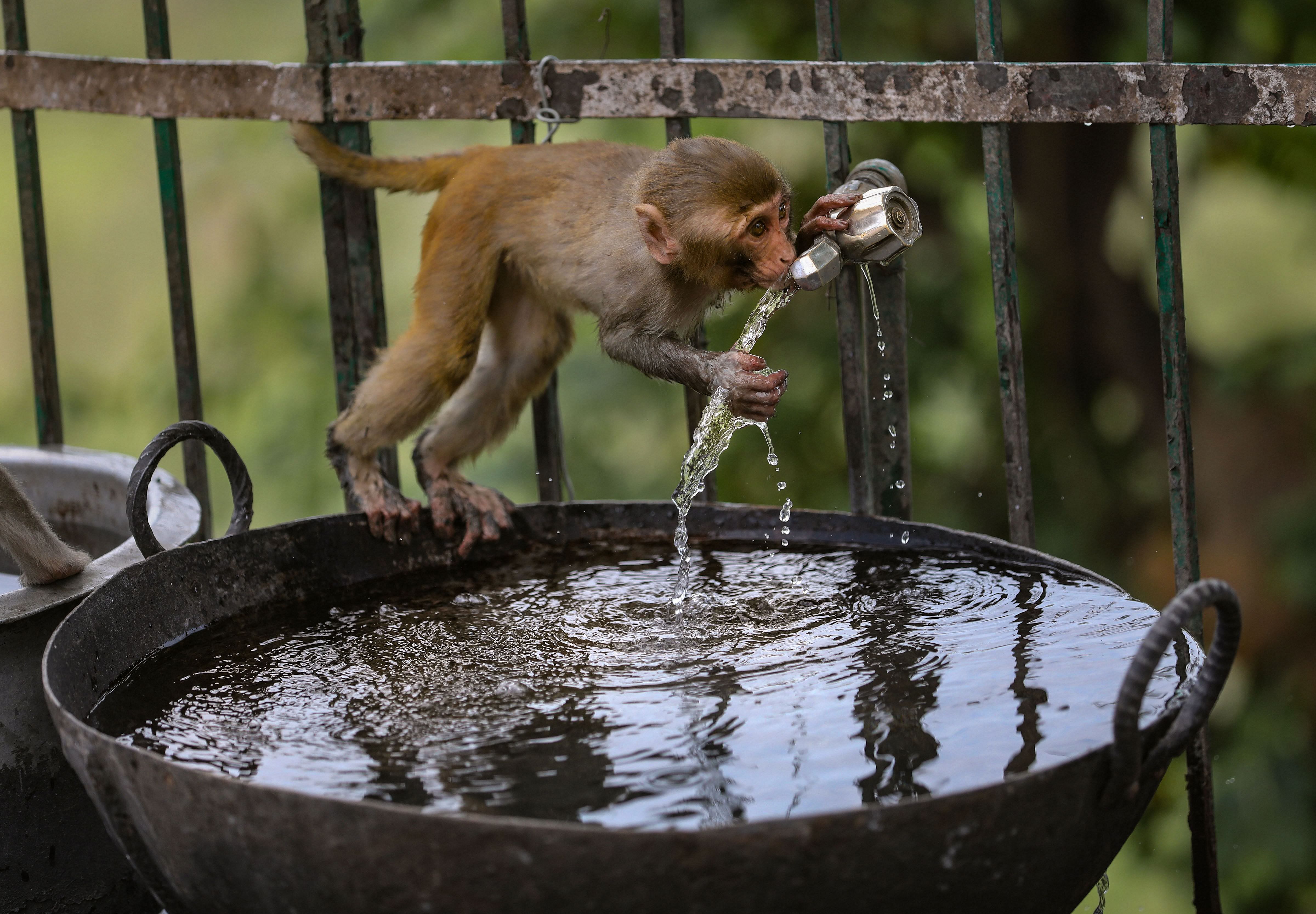 A monkey drinks water from a tap on a hot summer afternoon, at Mahamaya Temple in Jammu. (PTI)