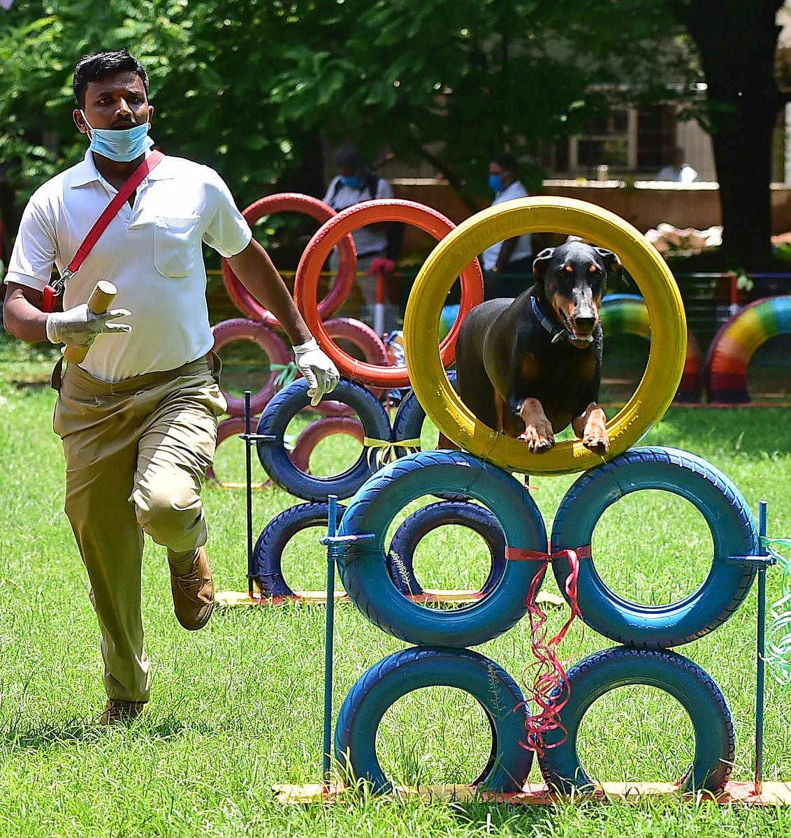 A police dog showcases its skills while its handler runs after it in Adugodi on Tuesday. DH PHOTO/RANJU P