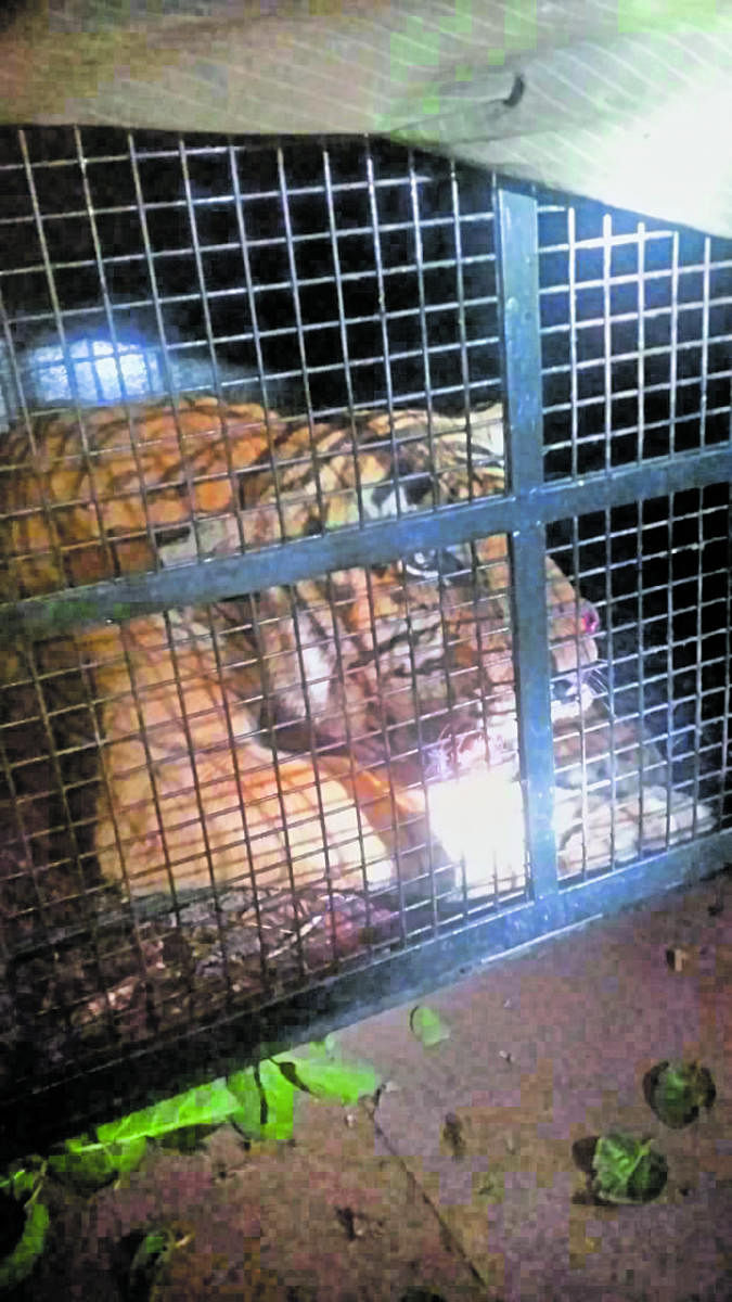 An eight-year-old male tiger rescued at Handi Halla Nararahole Tiger Reserve in Hunsur taluk, Mysuru district on Wednesday.