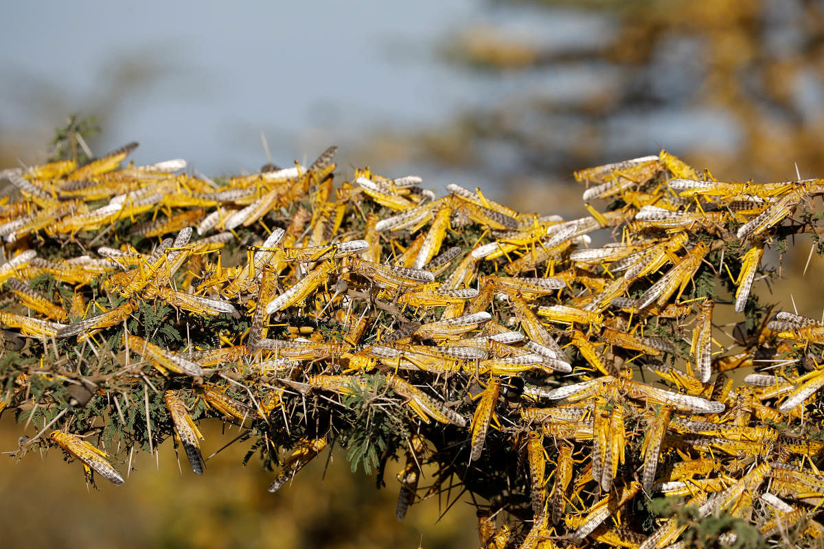  Desert locusts are seen on a tree (Reuters Photo)