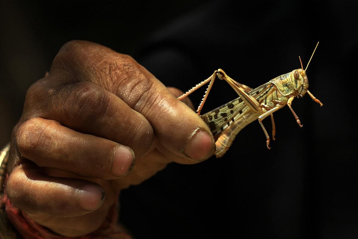 A man holds a locust (PTI Photo)