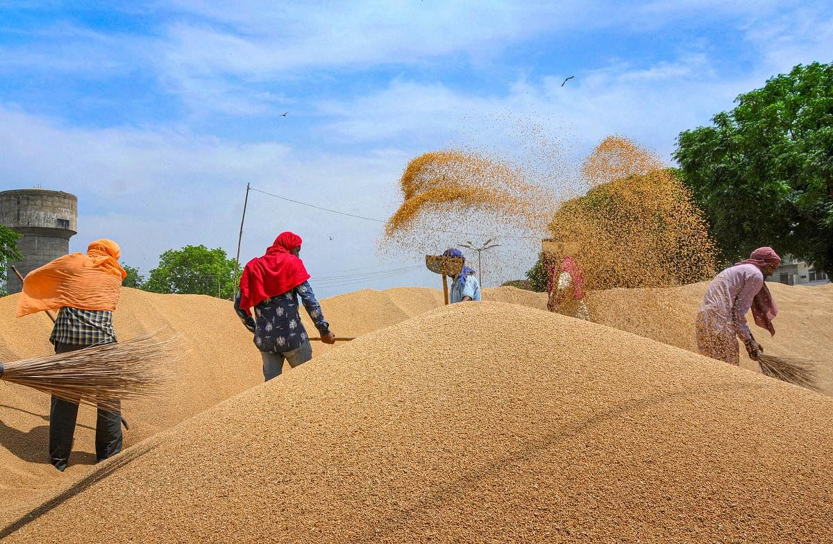 Labourers try to dry the wheat grain after overnight rains, in Amritsar on Monday, May 4, 2020. (PTI Photo) 