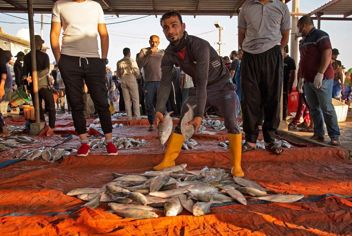 A man presents fresh fish at a fish market in Iraq's southern port city of al-Faw, 90 kilometres south of Basra near the Shatt al-Arab and the Gulf. AFP