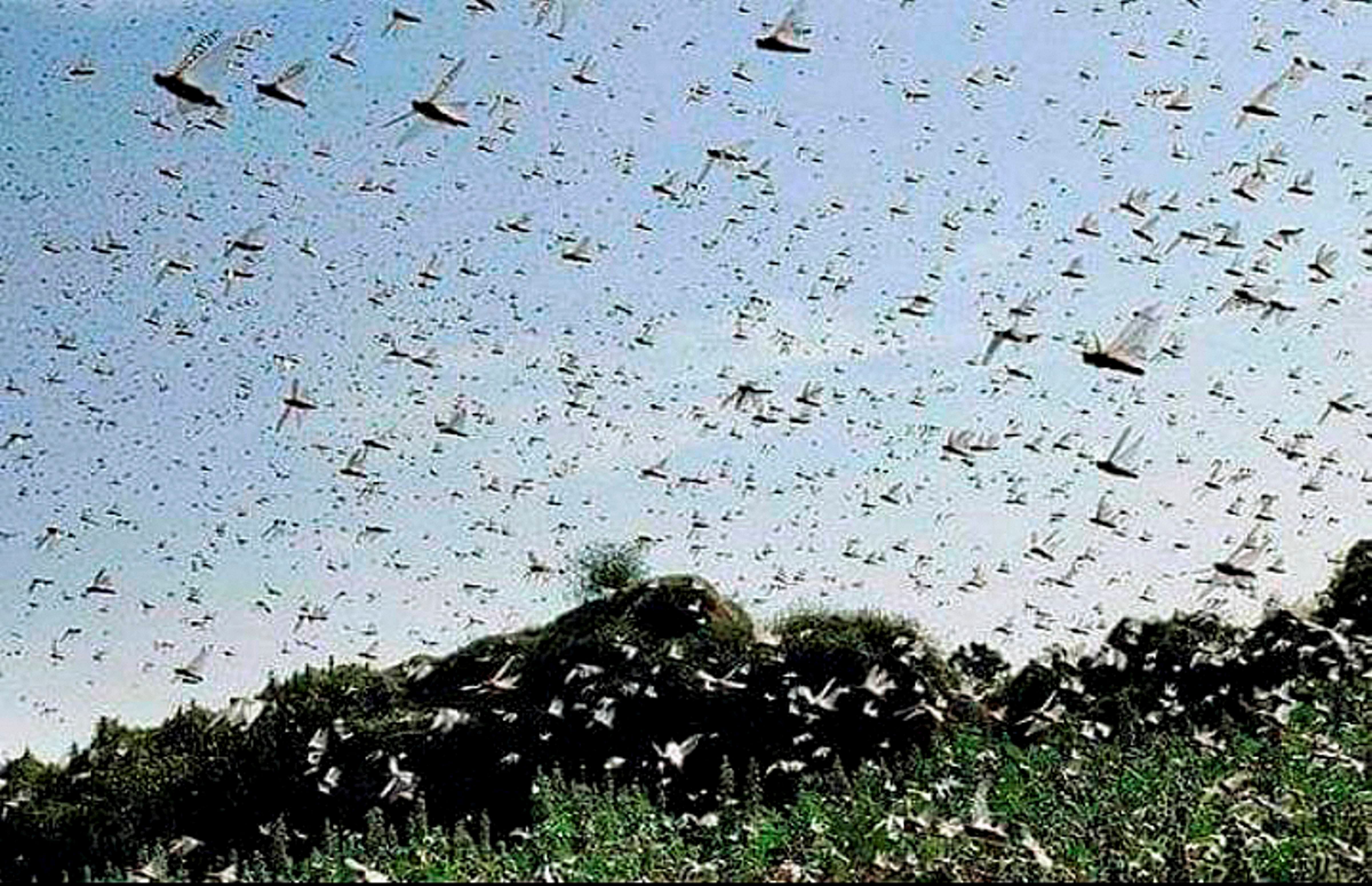 Swarm of locusts seen abive a field in Damoh district of Madhya Pradesh, Wednesday, May 27, 2020. (PTI Photo) 