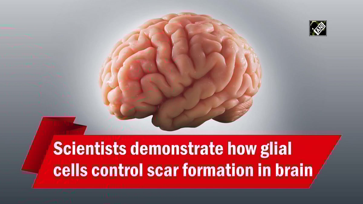Scientists demonstrate how glial cells control scar formation in brain