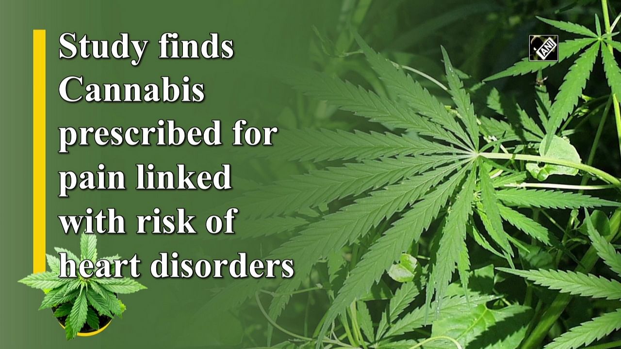 Study Finds Cannabis Prescribed For Pain Linked With Risk Of Heart ...