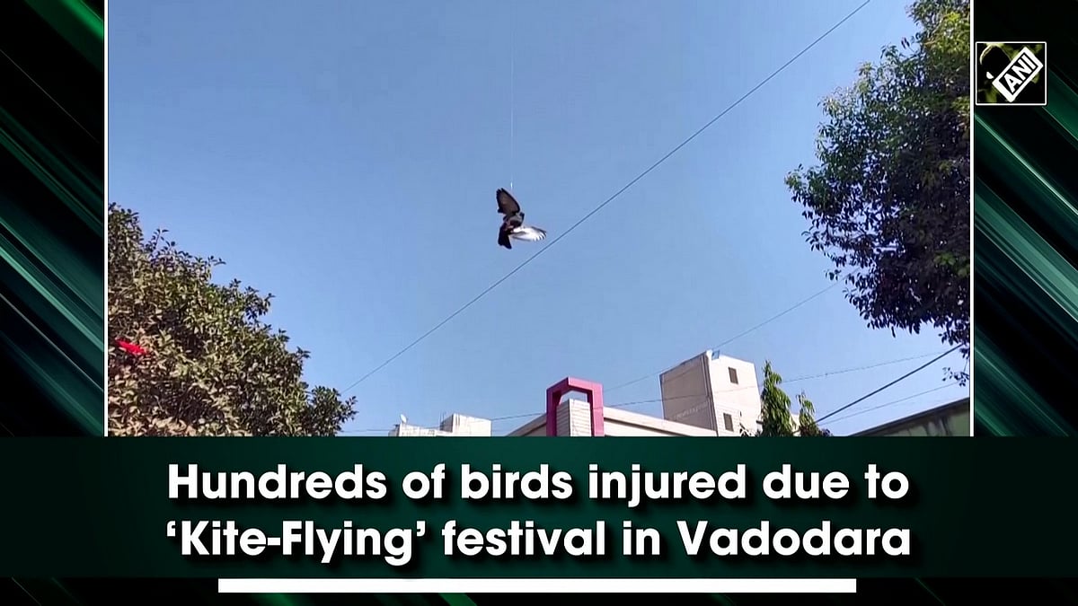 Vadodara Hundreds of birds injured amid kite festival