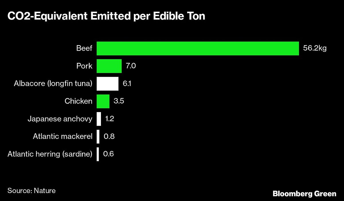 Anchovies and sardines are a climate solution in a can