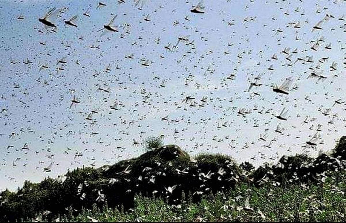 Swarm of locusts (PTI Photo)