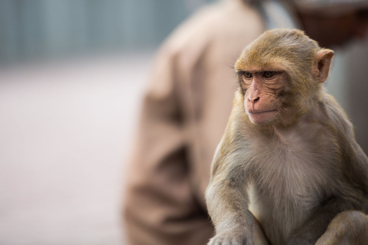 Monkey (Image for representation/iStock Photo)