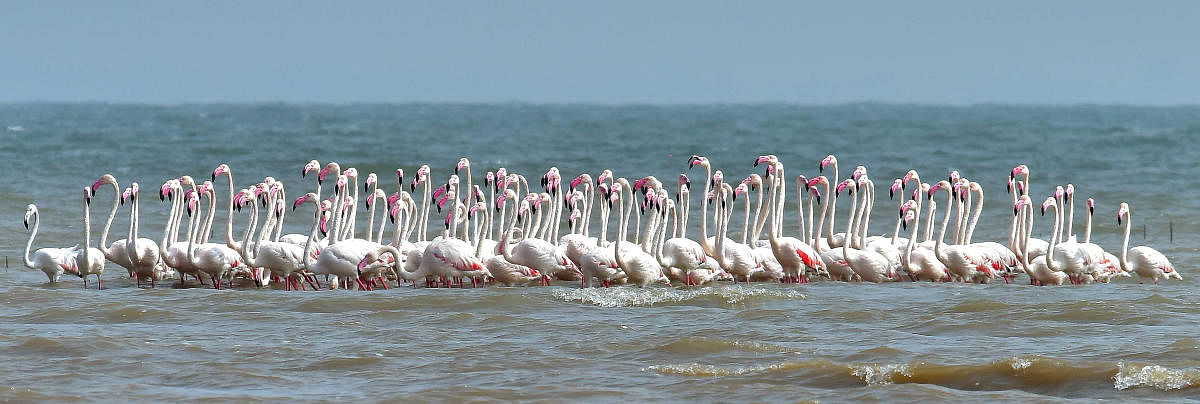 The Forest department is all set to submit a proposal to the state government seeking a conservation tag for the backwaters of Almatti, spreading across the undivided Vijayapura district, the winter home of migratory birds. DH photo/Tajuddin Azad