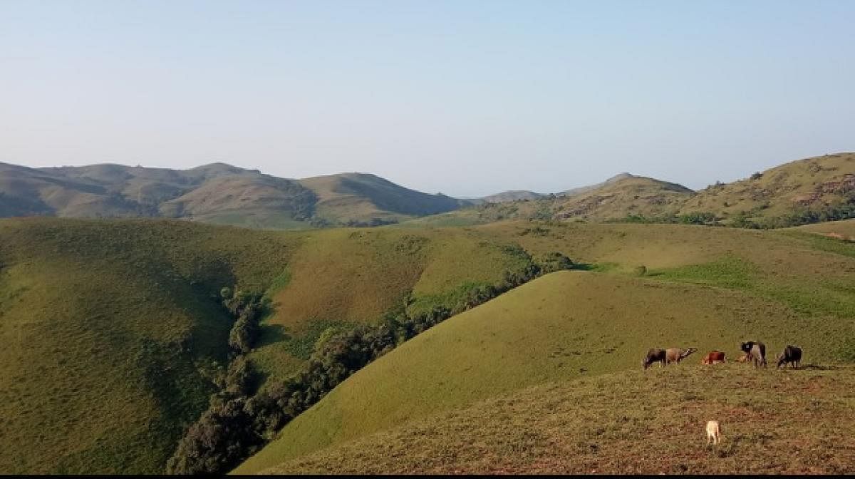Cows grazing on the lush green Kyathanamakki hills.