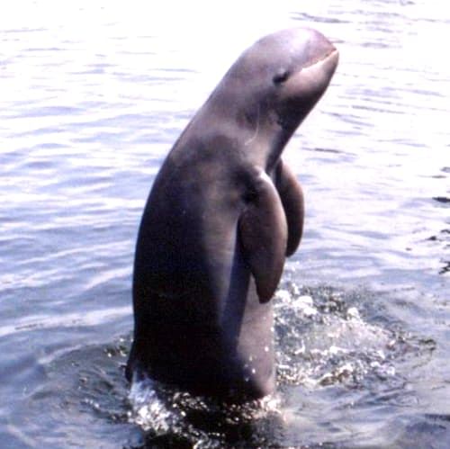 Researchers from the IIT Madras undertook a major project at the Chilika Lake, the largest brackish water body of Asia and the first Ramsar site of India, to help in tripling the population of the Irrawaddy dolphins. (Photo by special arrangement)