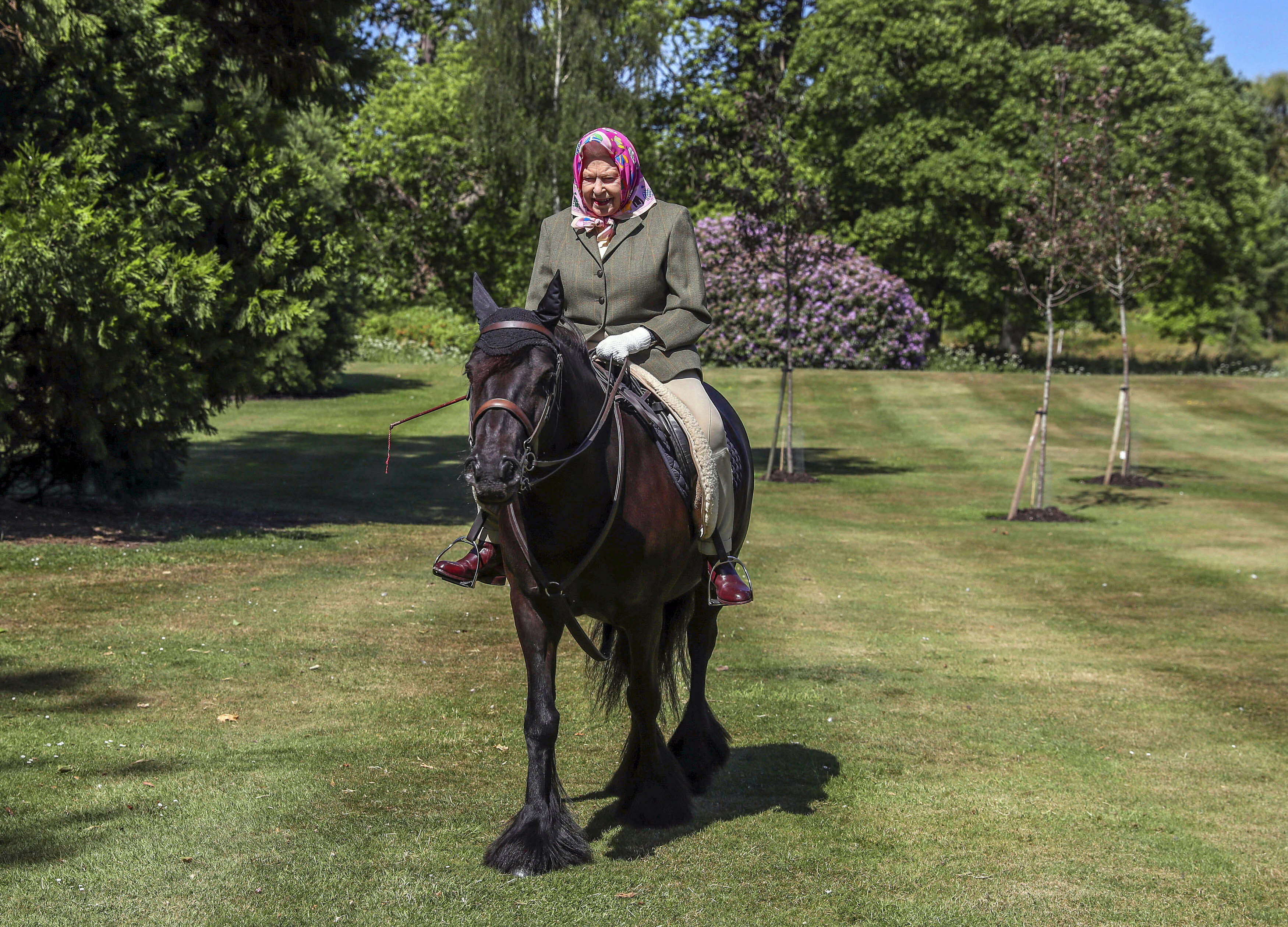 In this photo released Sunday May 31, 2020, Britain's Queen Elizabeth II rides Balmoral Fern, a 14-year-old Fell Pony, in Windsor Home Park over the weekend at the end of May, in Windsor, England. The Queen has been in residence at Windsor Castle during the COVID-19 AP/PTI Photo