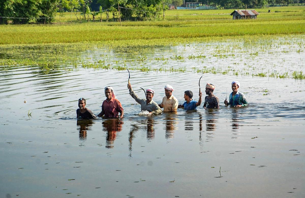 Farmers wade through a flooded paddy field at a village near Hajo in Kamrup district of Assam, Friday, May 29, 2020. (PTI Photo)