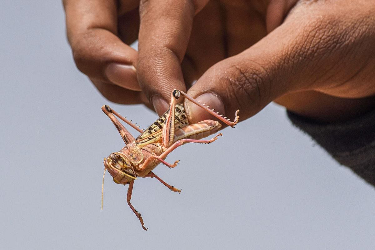 A man holds a locust, in Bikaner. PTI