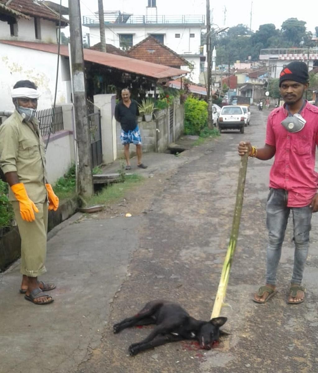 An operation to detect and kill rabies-infected dogs was carried out on Saturday.