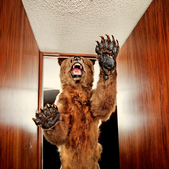 Bear attacking (Image for representation/iStock Photo)