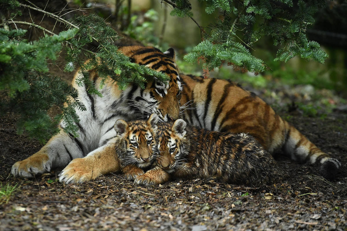 Tiger cubs (Reuters Photo)