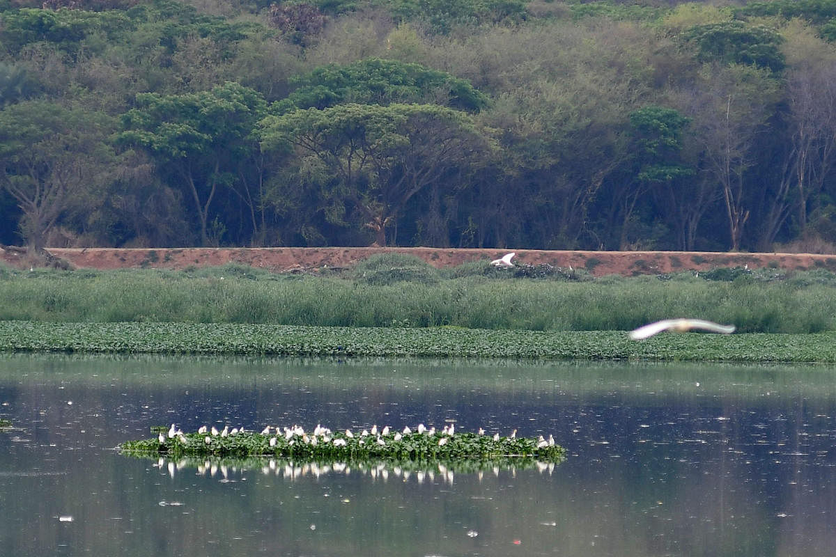 Bellandur lake. (DH Photo)