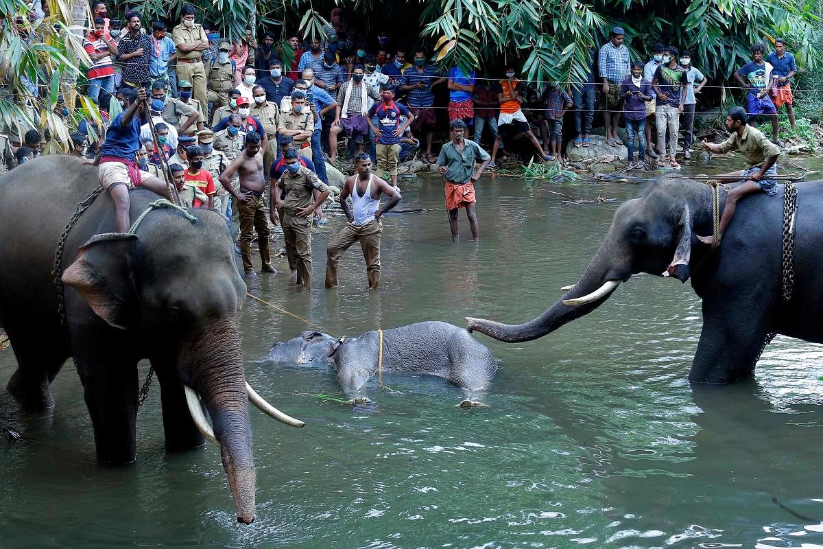 This photograph taken on May 27, 2020 shows policemen and onlookers standing on the banks of the Velliyar River in Palakkad district of Kerala state as a dead wild elephant (C), which was pregnant, is retrieved following injuries caused when locals fed the elephant a pineapple filled with firecrackers as it wondered into a village searching for food. (Photo by STR / AFP)