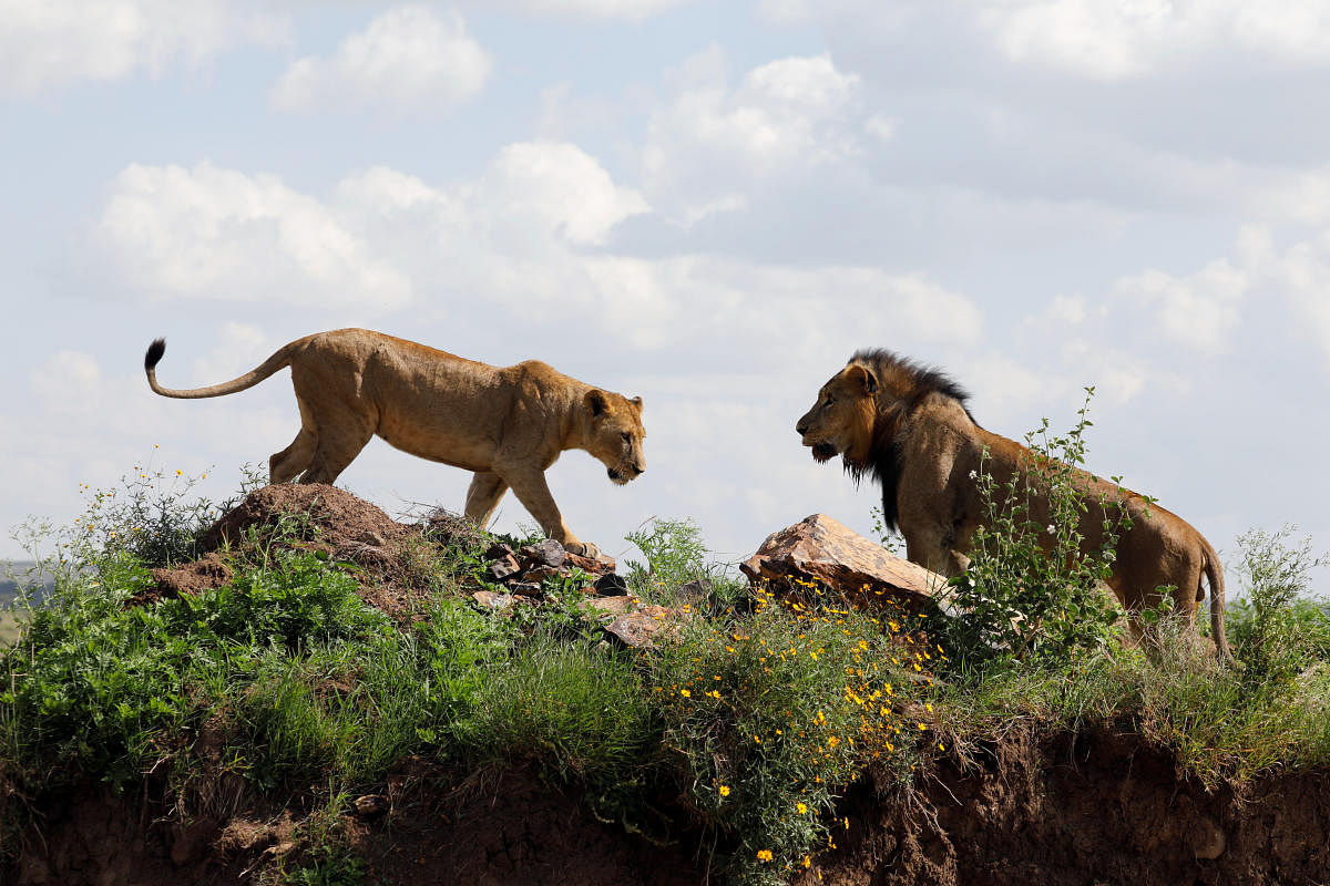 A lion and a lioness (Reuters File Photo)