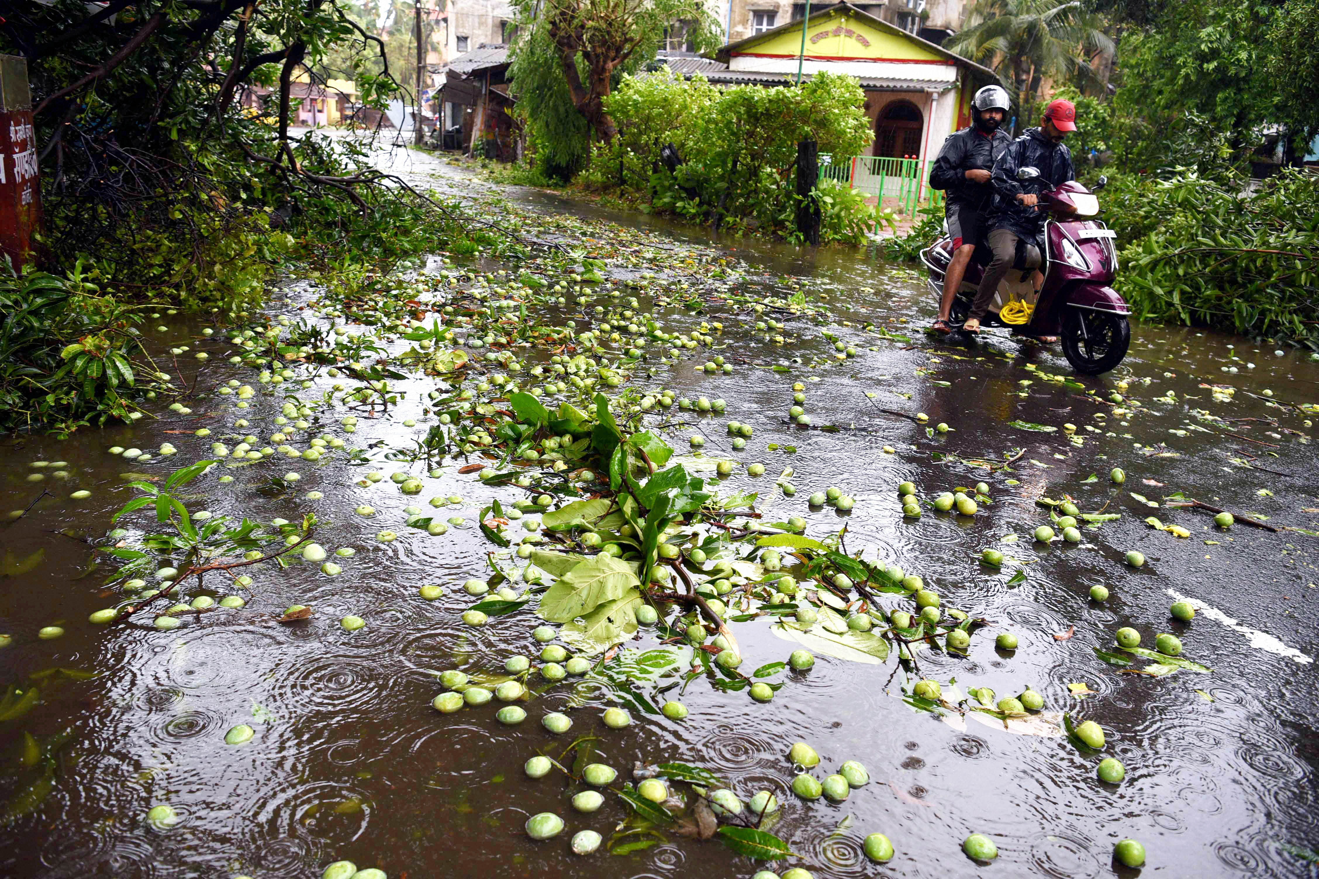  A scooterist rides on a road covered with fruits and branches fallen from trees during rains and strong winds triggered by Cyclone Nisarga, at Alibag. (PTI Photo)