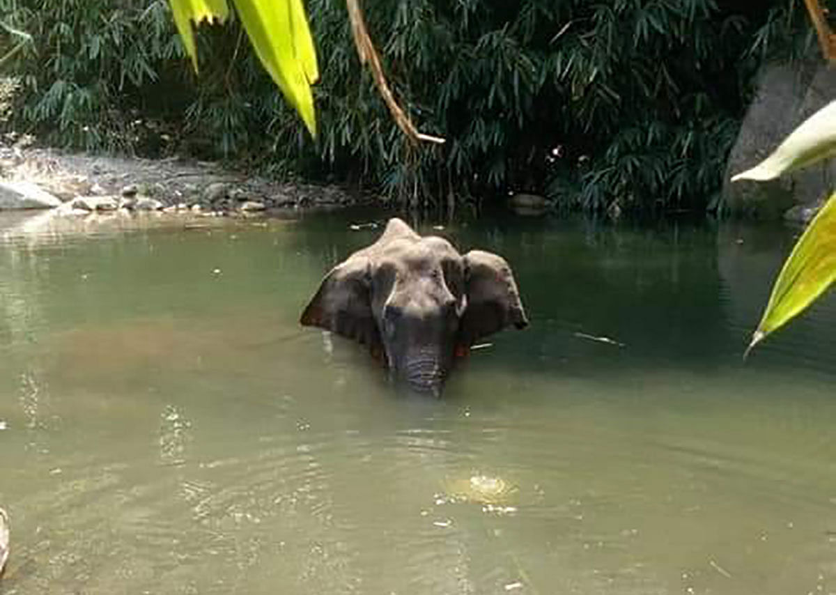 According to forest department sources, the elephant, aged around 15, was spotted in distress on May 27. Credit: Twitter/@ForestKerala