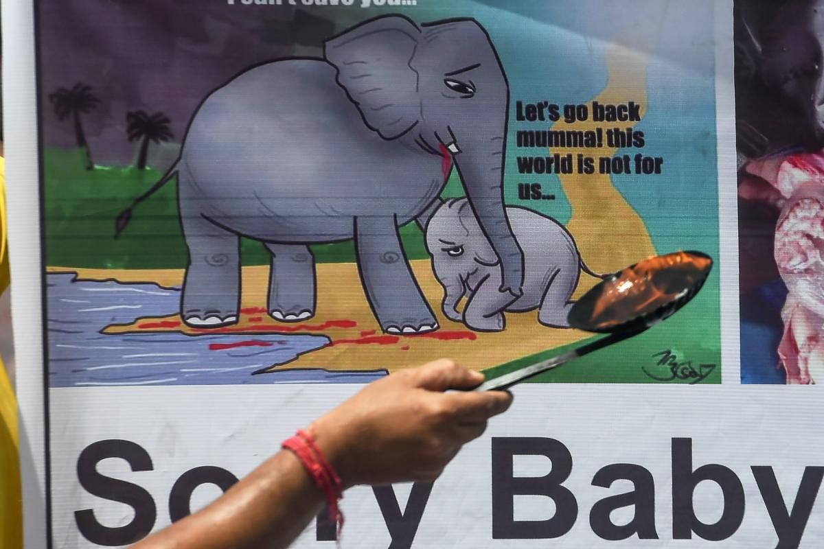 A devotee performs a prayer in Kolkata to protest against the recent killing of a pregnant elephant in the southern Indian state of Kerala, on June 4, 2020 (AFP)
