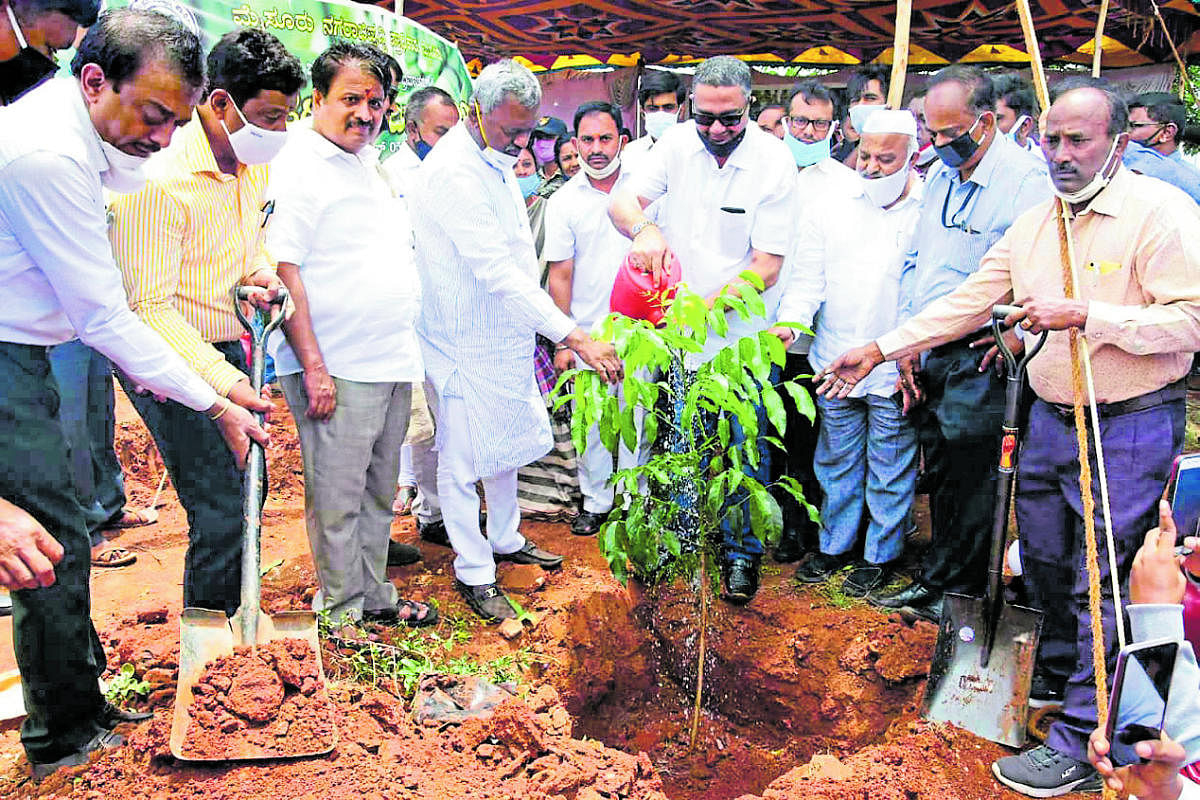 District In-charge Minister S T Somashekar and MLA Tanveer Sait water a plant to mark World Environment Day in Mysuru on Friday. BJP leader H V Rajeev is seen.