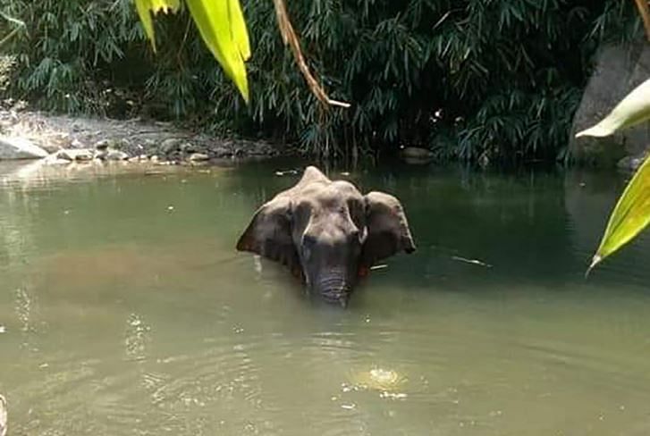 Pregnant Elephant died after consuming a Pineapple laced with explosives. Picture Credit: Twitter/@ForestKerala