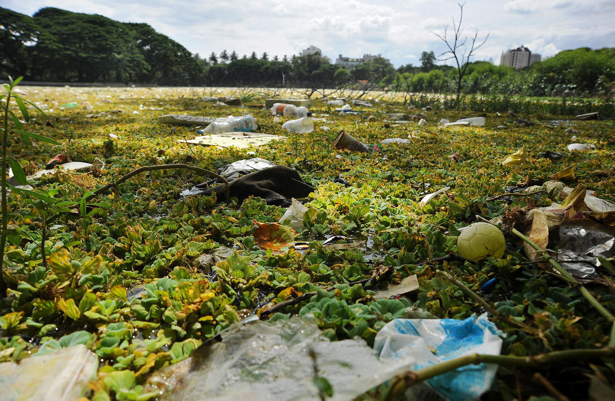  A part of the city's old and famous Halasuru Lake is filled with plastic and other waste. (DH Photo)