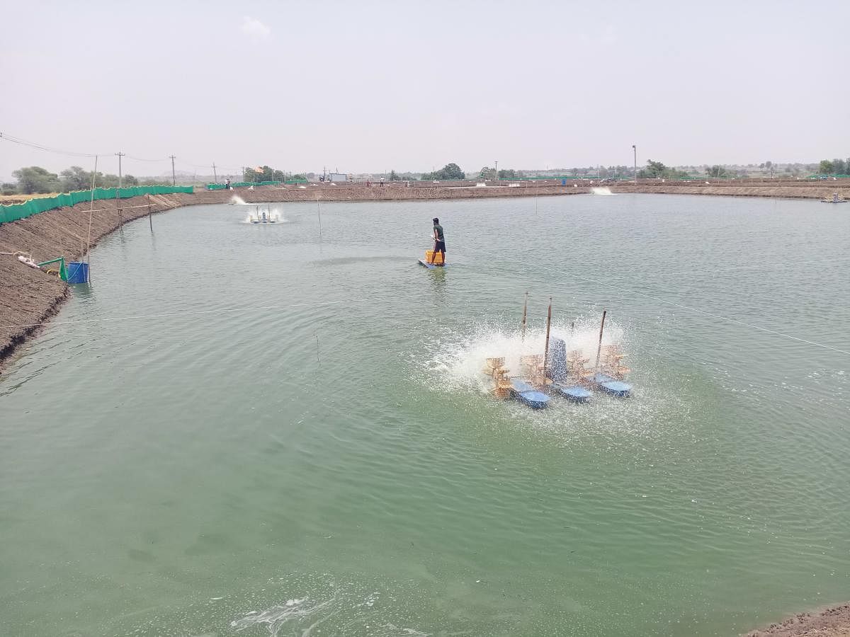 A team of young enthusiasts and farmers in Raichur has taken up prawn cultivation.