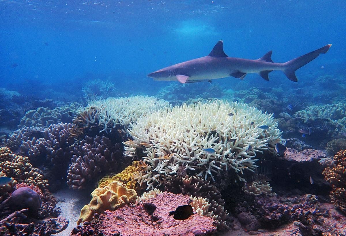 Great Barrier Reef. AFP/James Cook University/File photo