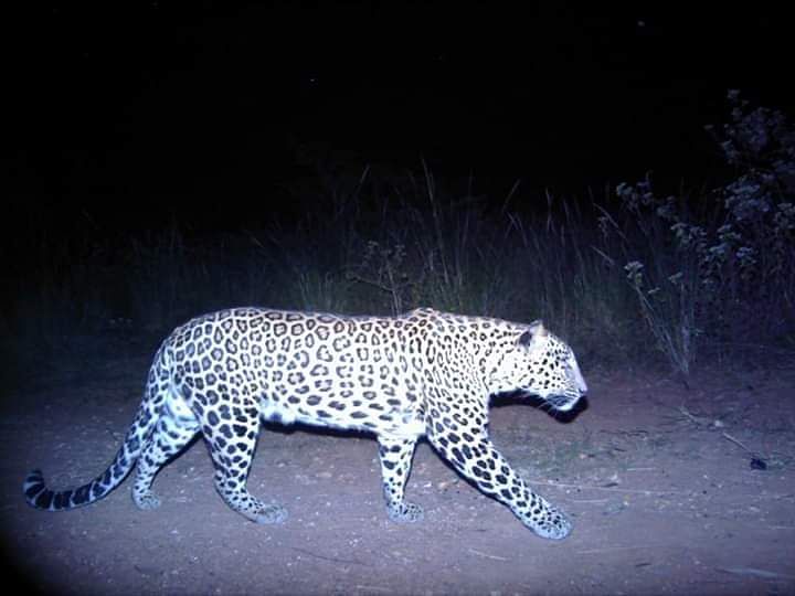 Picture of the leopard (DH Photo)