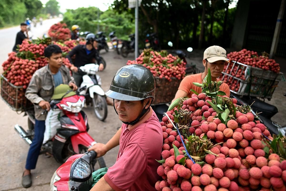 Vietnamese farmers transport harvested lychees to sell to domestic traders at a wholesale market in Luc Ngan district of Vietnam's Bac Giang province. AFP