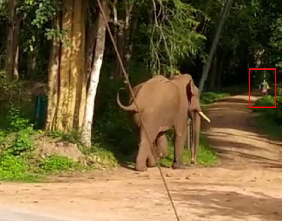 Usha (marked in red box), the woman who escaped an elephant attack, in Siddapura.