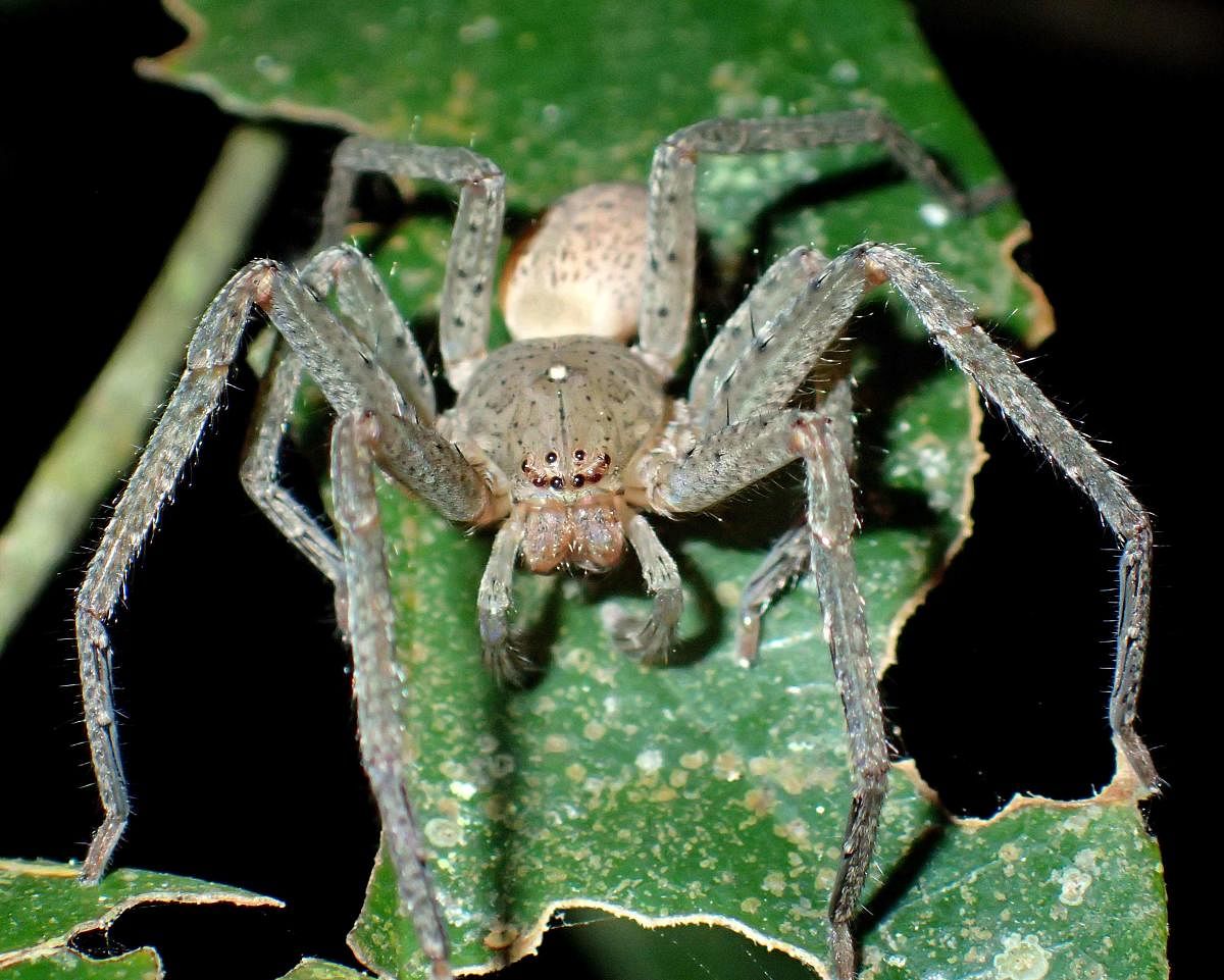 A male Madagascan Huntsman spider (Sparassidae), the new genus named "Thunberg spider"  (AFP Photo)