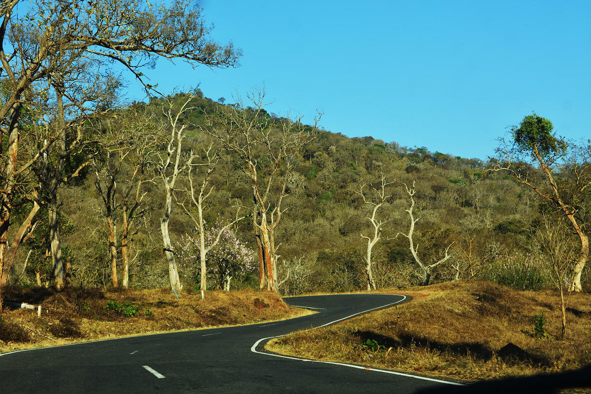 National Highway passes through Bandipur National Park.