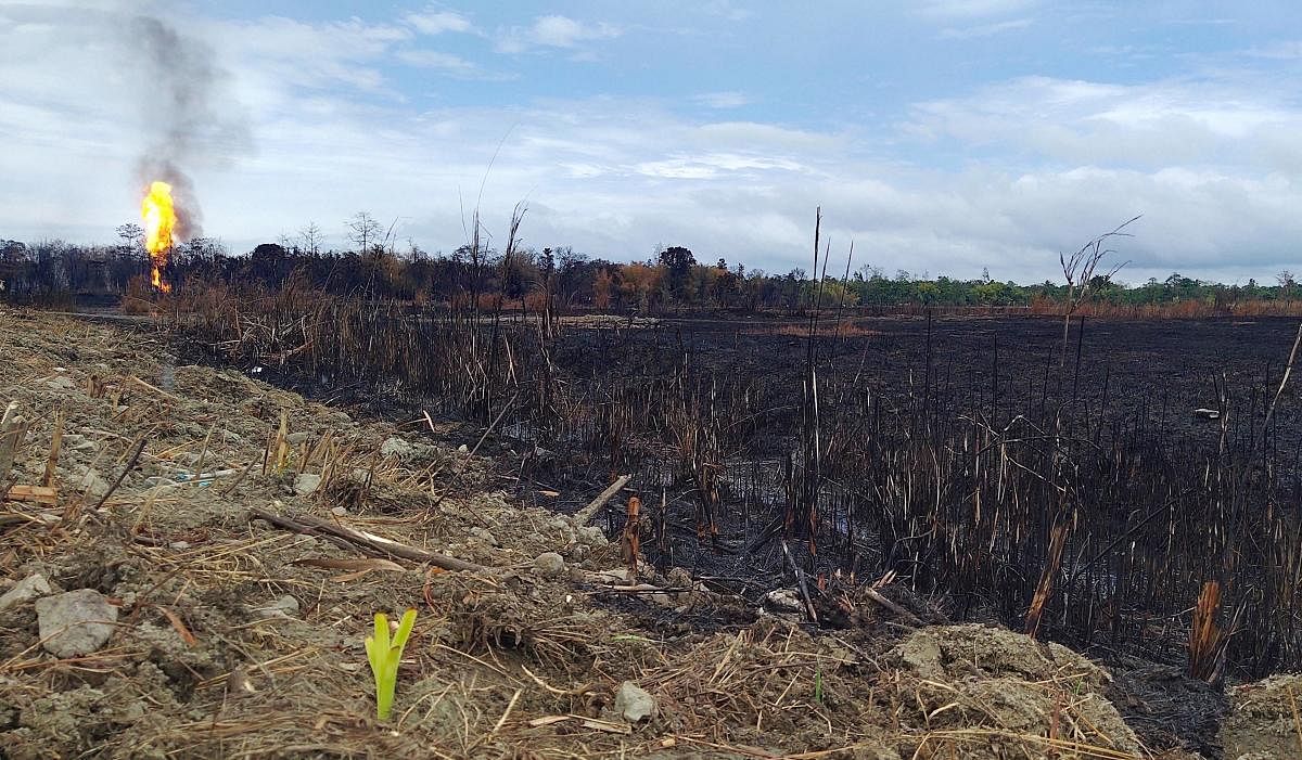 Tinsukia: A patch of burnt paddy field due to the fire at Baghjan oil field, amid the ongoing COVID-19 nationwide lockdown, in Tinsukia district, Thursday, June 11, 2020. (PTI Photo)